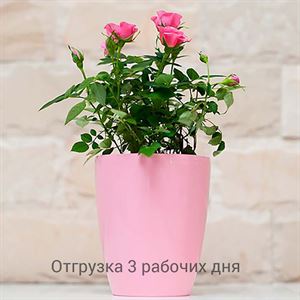 floraplast-049158_plaskikovye_gorshki_optom.jpg