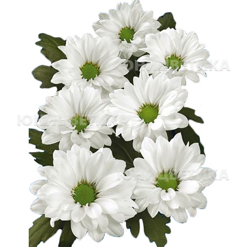 Хризантема сантини белая фото