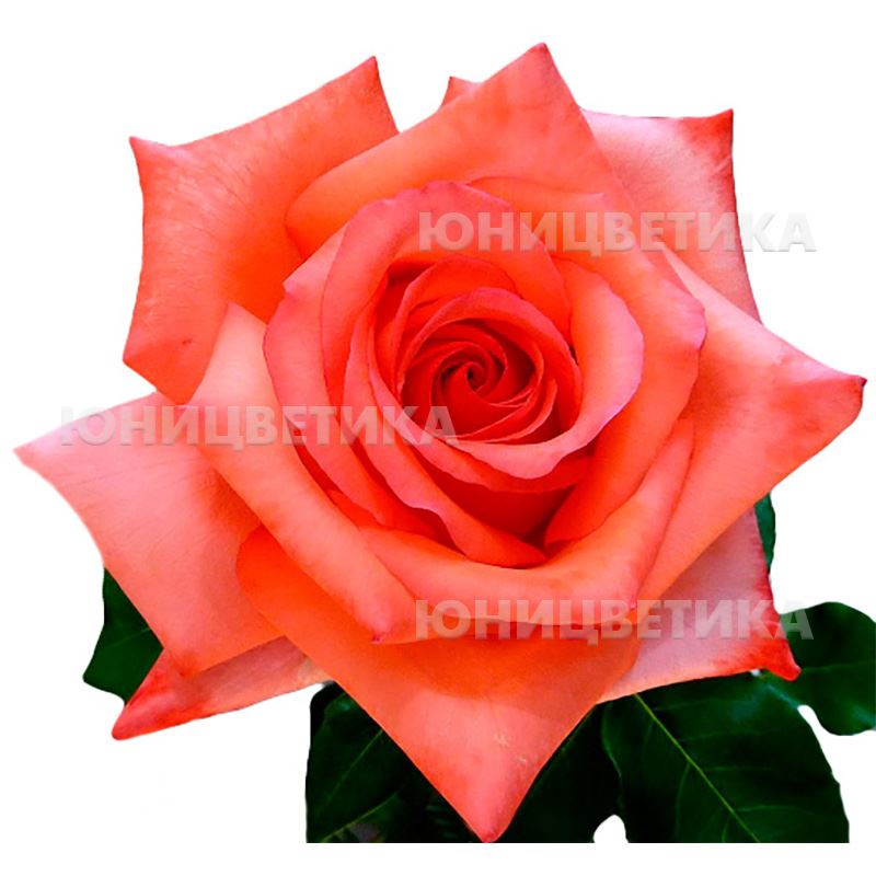 Срезанные цветы: Роза Импульс (Эквадор)