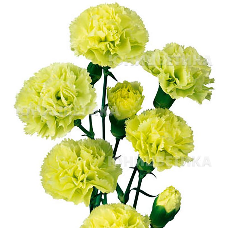 Miniature Carnation