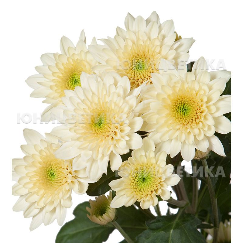 Срезанные цветы ассортимент: Хризантема куст. Ванилла Сорбет