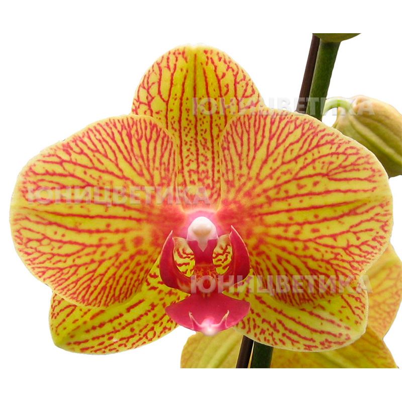 Орхидея кв бьюти фото описание