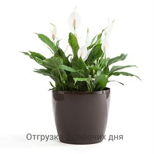 floraplast-036286_plaskikovye_gorshki_optom.jpg