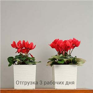 floraplast-038930_plaskikovye_gorshki_optom.jpg