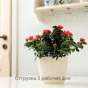 floraplast-047584_plaskikovye_gorshki_optom.jpg