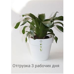 floraplast-048162_plaskikovye_gorshki_optom.jpg