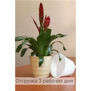 floraplast-048205_plaskikovye_gorshki_optom.jpg