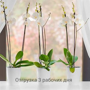 floraplast-049162_plaskikovye_gorshki_optom.jpg
